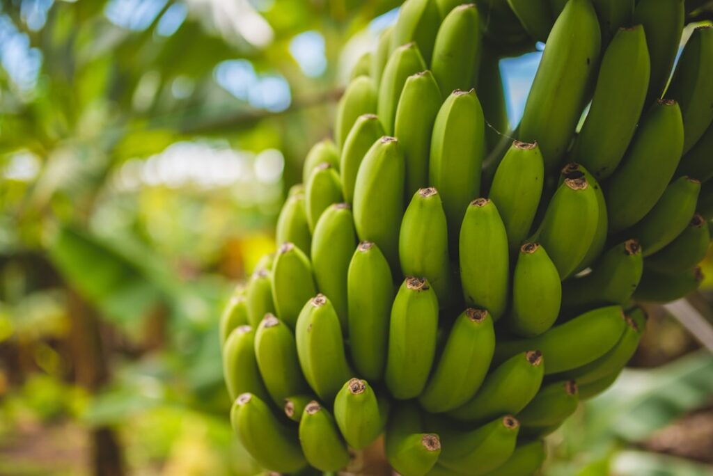 Koolhydraten in banaan: wat je erover moet weten